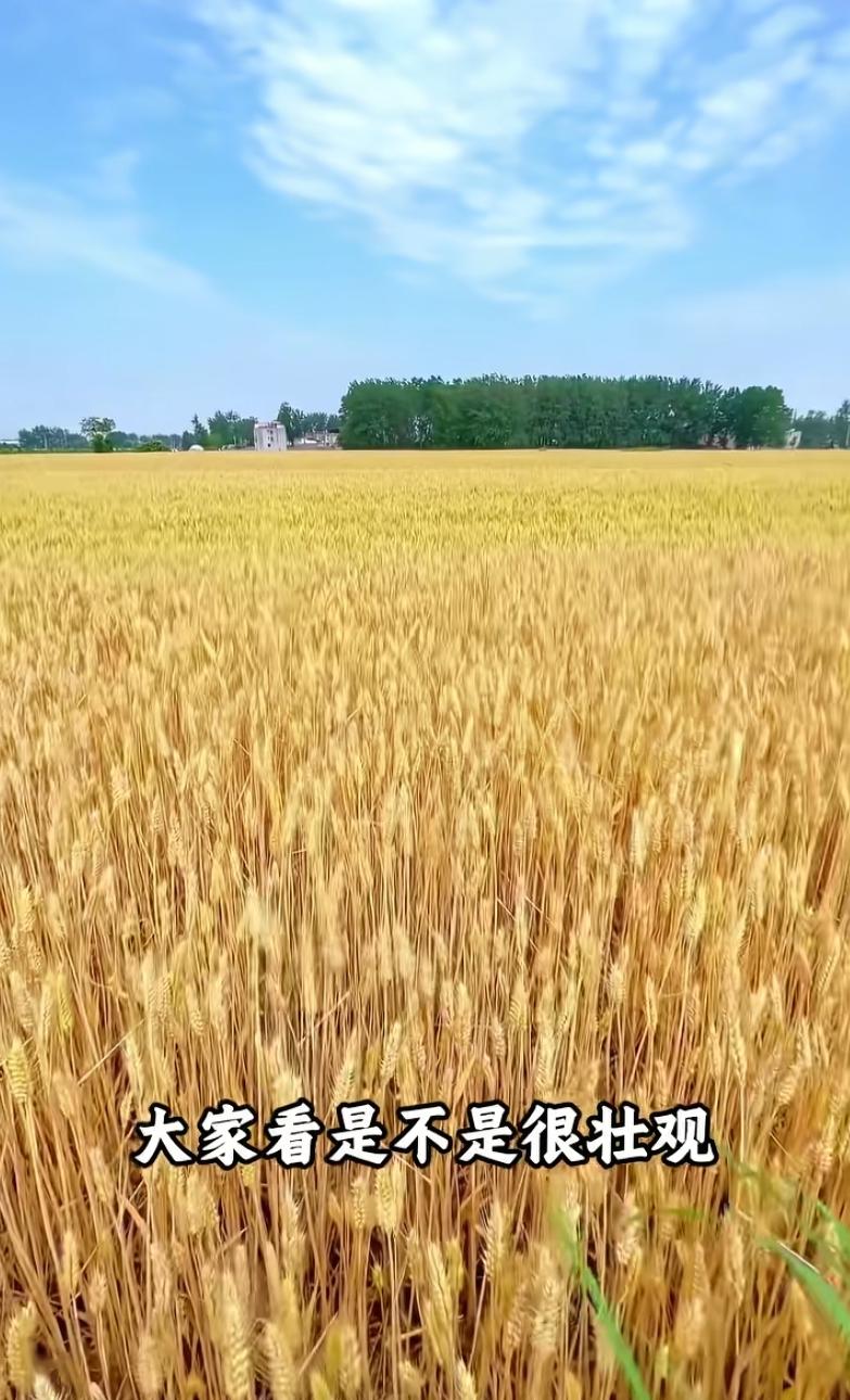塔克拉玛干沙漠边缘的粮食种植试验，原本只是想补足当地口粮缺口，没想到顺带攻克了流