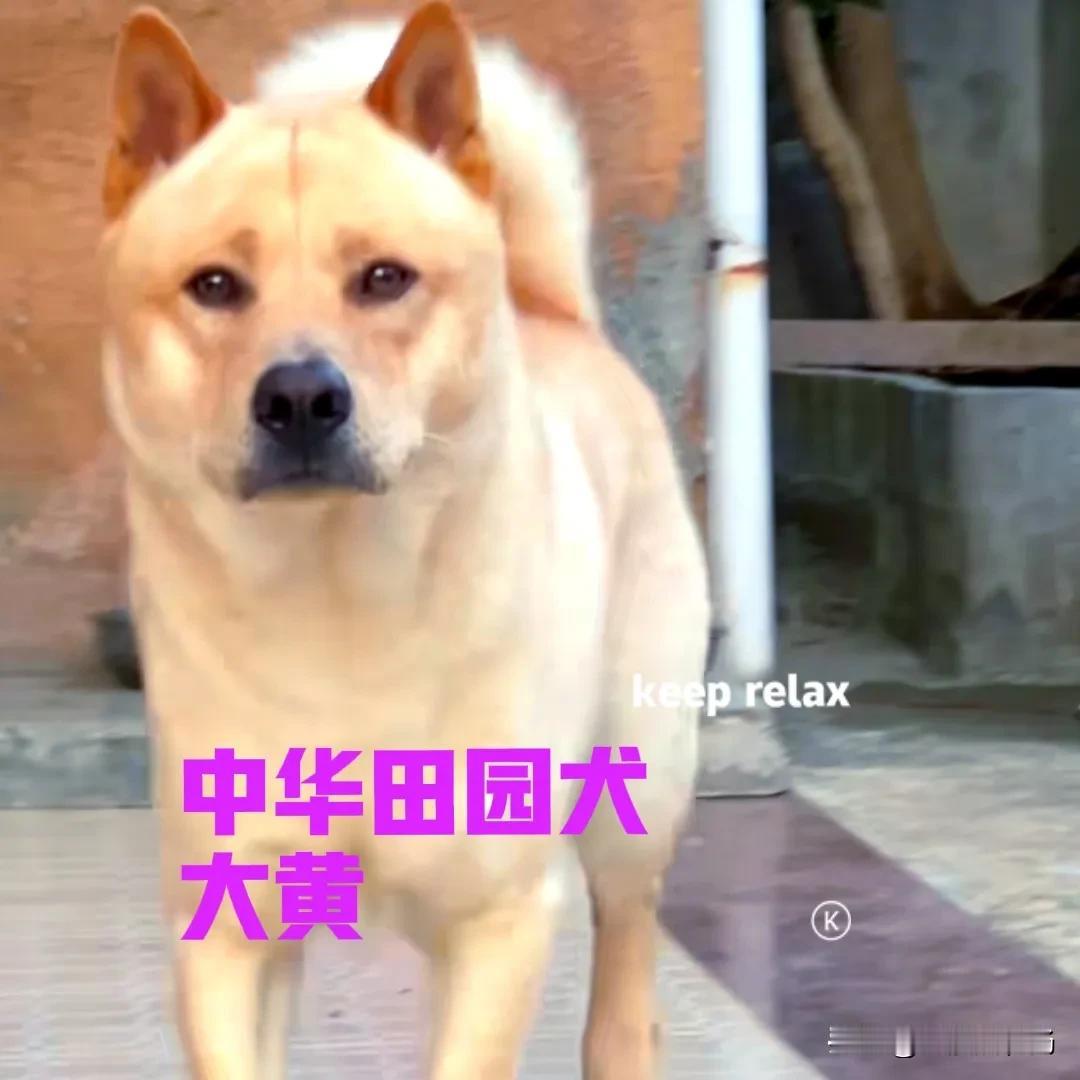不知道大家发现没有，以前随处可见的中华田园犬，现在已经越来越少了。除了两广之外，