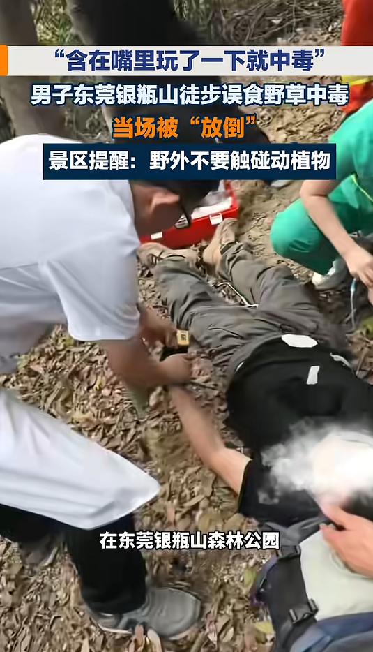 “悲剧还是发生了！”4月12日，广东东莞，一男子徒步时，随手拔了路边一棵草，含在