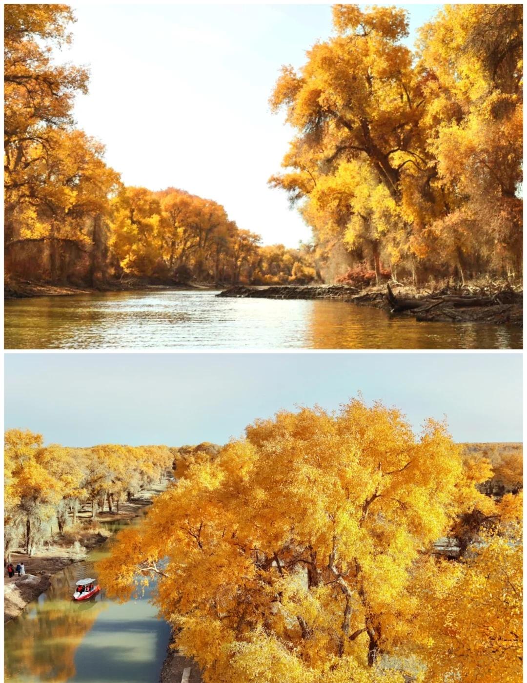 今日轮台胡杨林11月3日下午2.点到7点半左右拍摄库尔勒出发自驾游轮台塔里木