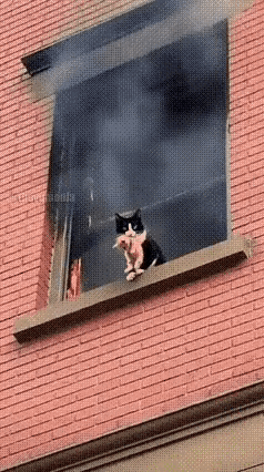 厉害了，小花猫[赞]
