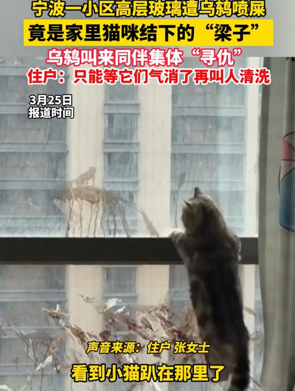 “太记仇了！”浙江宁波，女子突然发现窗户上都是鸟屎，当时还纳闷，别人家都没事，怎