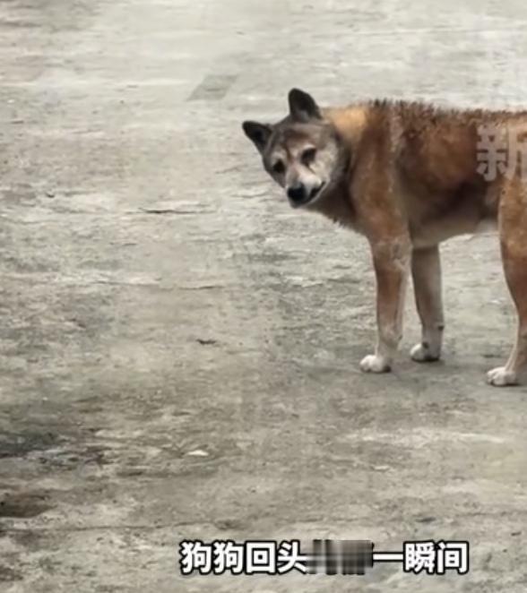 比告别更沉重的是遗忘如何去爱22岁老狗疑察觉自己将离世，悄悄离家欲独自面对