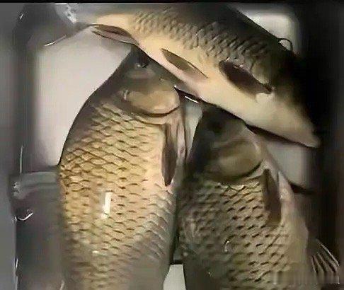 一女子怀疑老公每次夜钓拿回的鱼是买的，她又无法确定，然后她灵机一动发到网上，让网