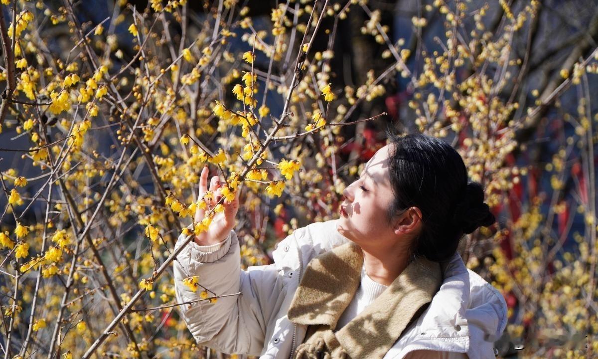 百余亩梅林盛放！宁陕这个小城凭啥火出圈？说实话，冬天去山里逛，本以为顶多看个