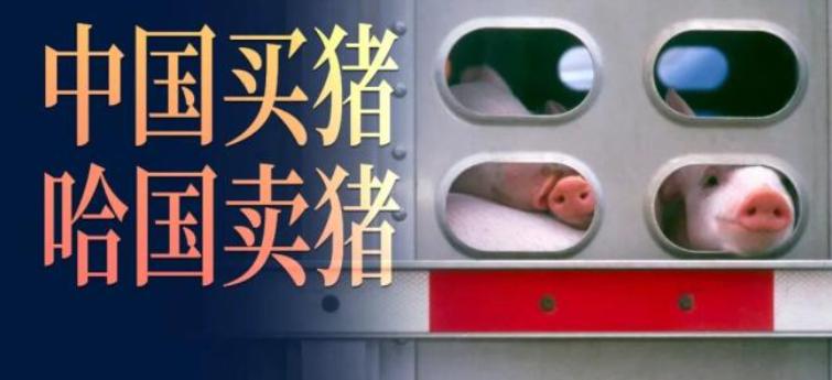 没开玩笑，中国将从全球第一大斯坦国，进口猪肉！ 别眨眼，中国人即将吃上“斯坦