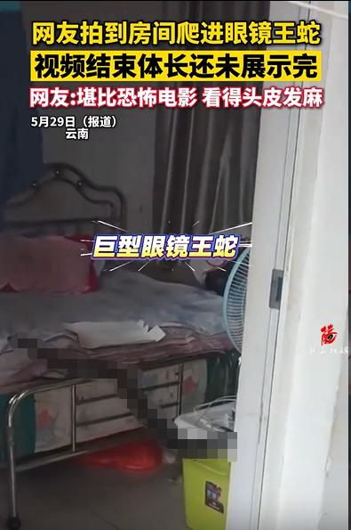 云南一女子去卧室睡觉，发现衣柜下有动静。她一开始以为是老鼠，小心翼翼探头查看，结