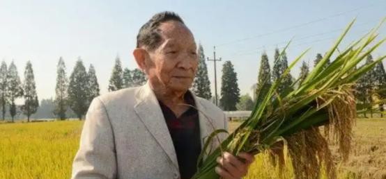 <em>海水稻</em>的出现是农业科技领域的一个里程碑，尽管它的口感远不如常规<em>水稻</em>，但其在盐碱地