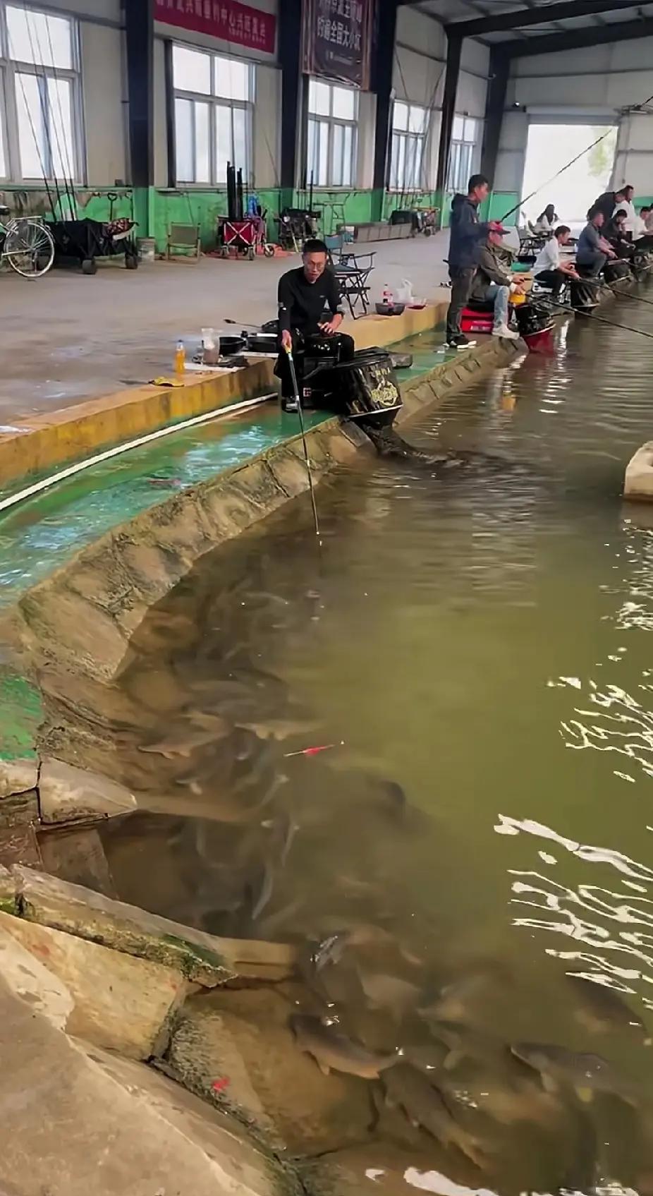 别再往饵料里加七八种东西了。压了九年的箱底，三样基础饵通杀黑坑四大鱼种。我见