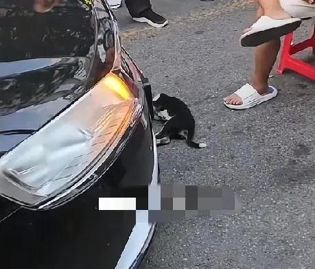 7月21日，河北一男子在路上遛狗不拴绳，结果狗被一黑色轿车撞死，男子搬个凳子坐下