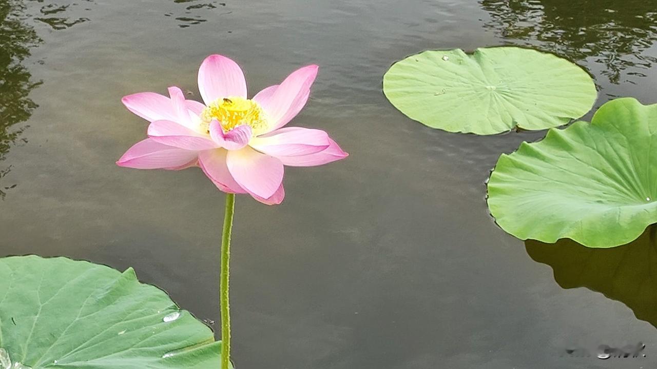 女儿多年不来娘家，妈走了，都不来送一程，现在爸都八十多岁了，也从不来看，像是消失