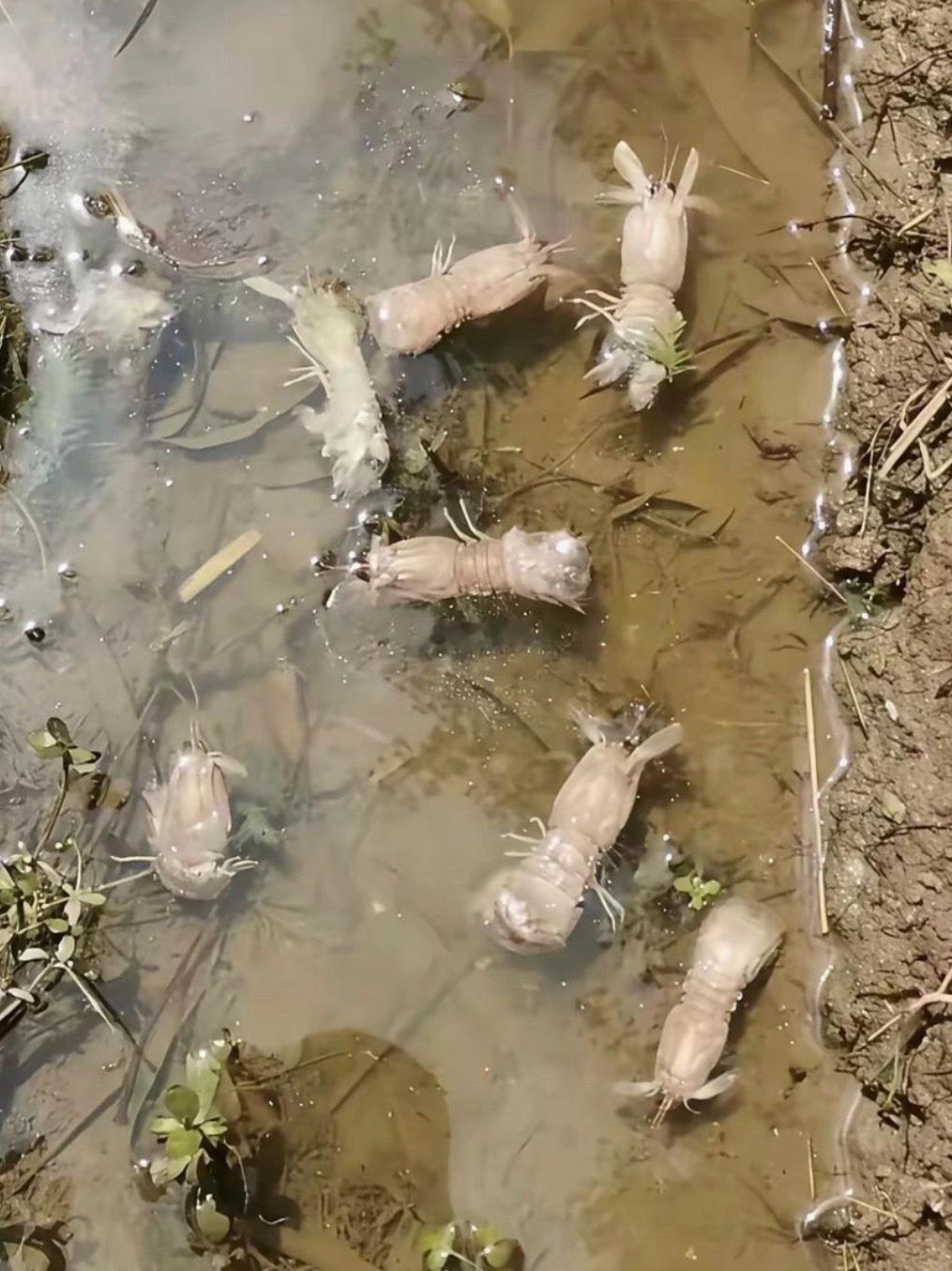 这是什么动物有人知道吗看着好可怕