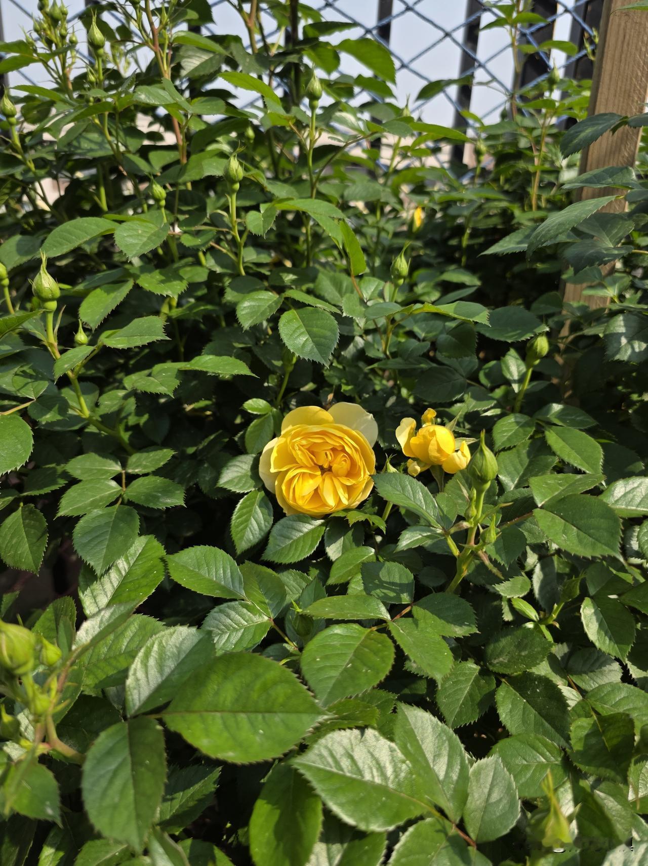 二嫂让我剪几枝带回去，再过几天，必定繁花似锦……最多四五天，这些月季在202