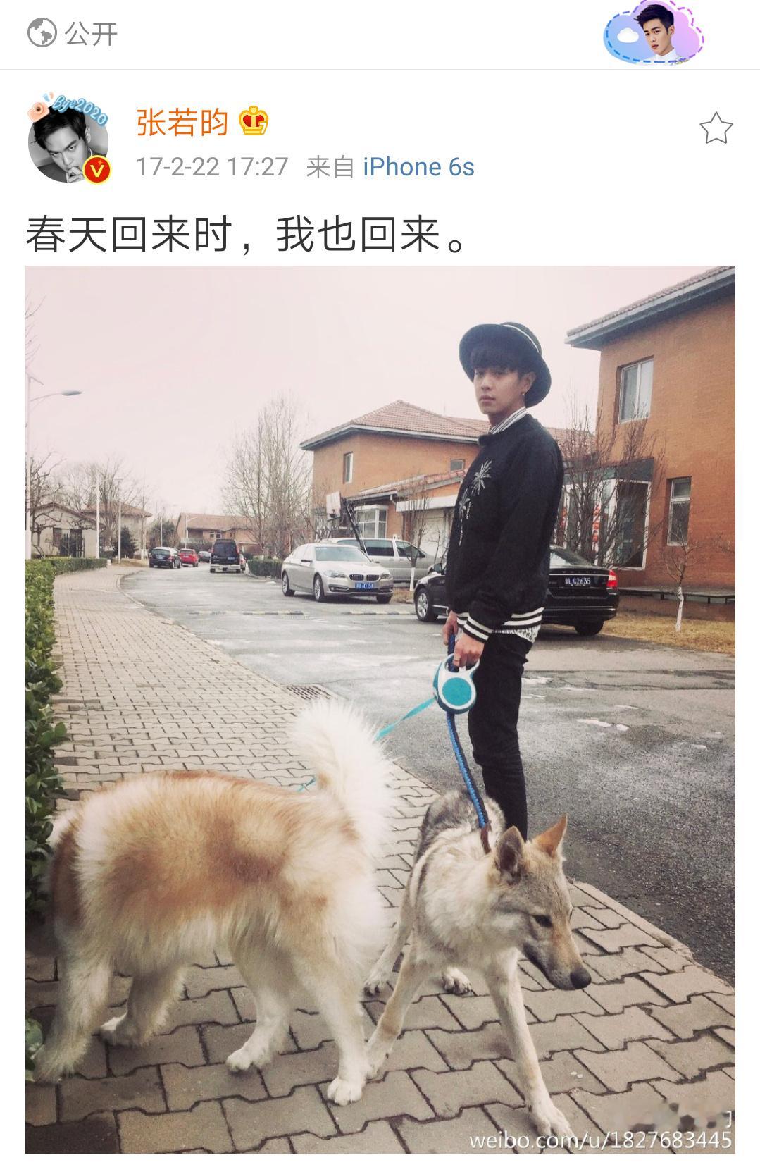 张若昀：春天回来时，我也回来那年两只狗子都还风华正茂​​​