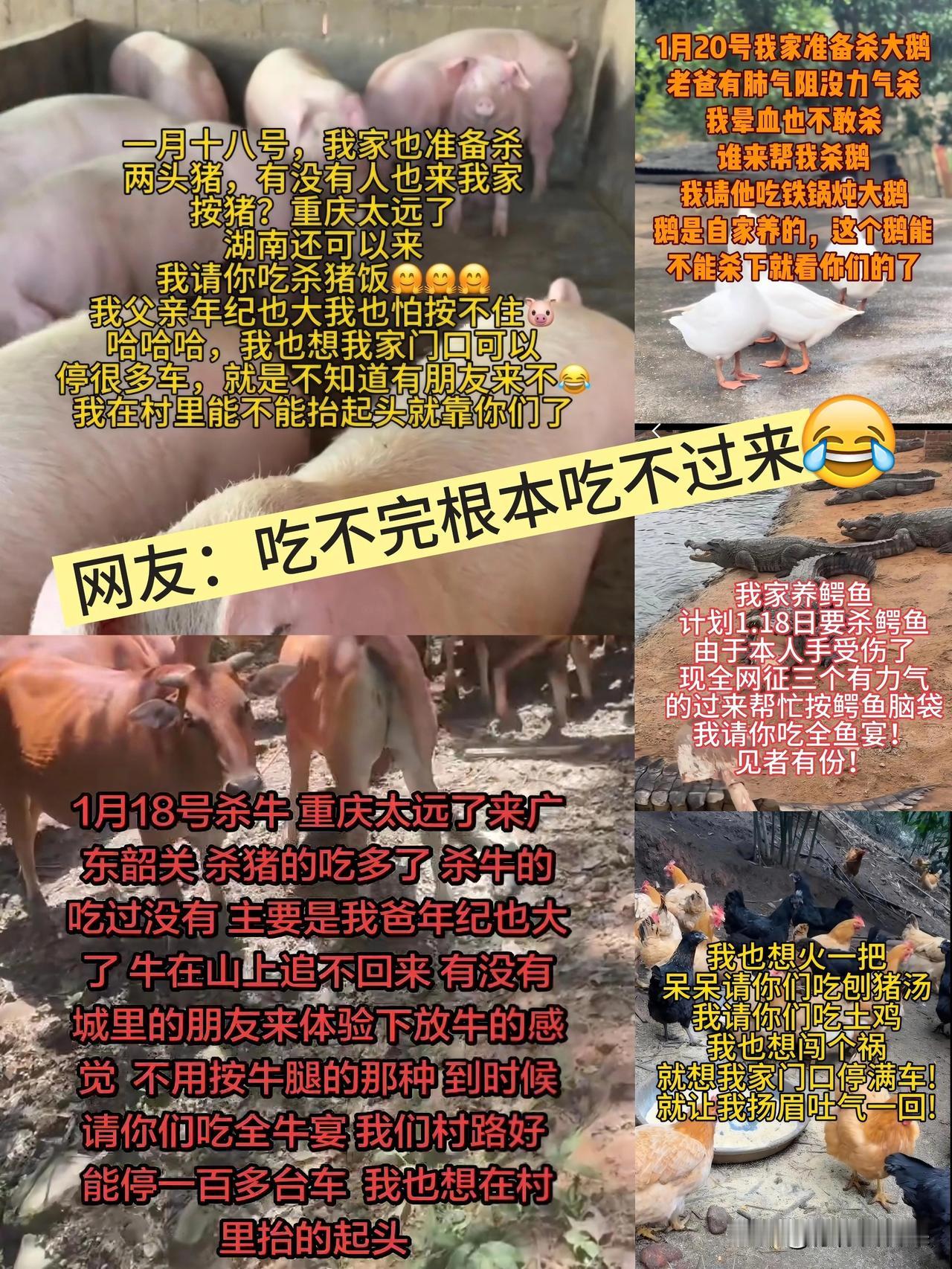 自从合川呆呆的杀猪宴意外爆火，网上的跟风大戏就彻底拉开了序幕。原本呆呆这事