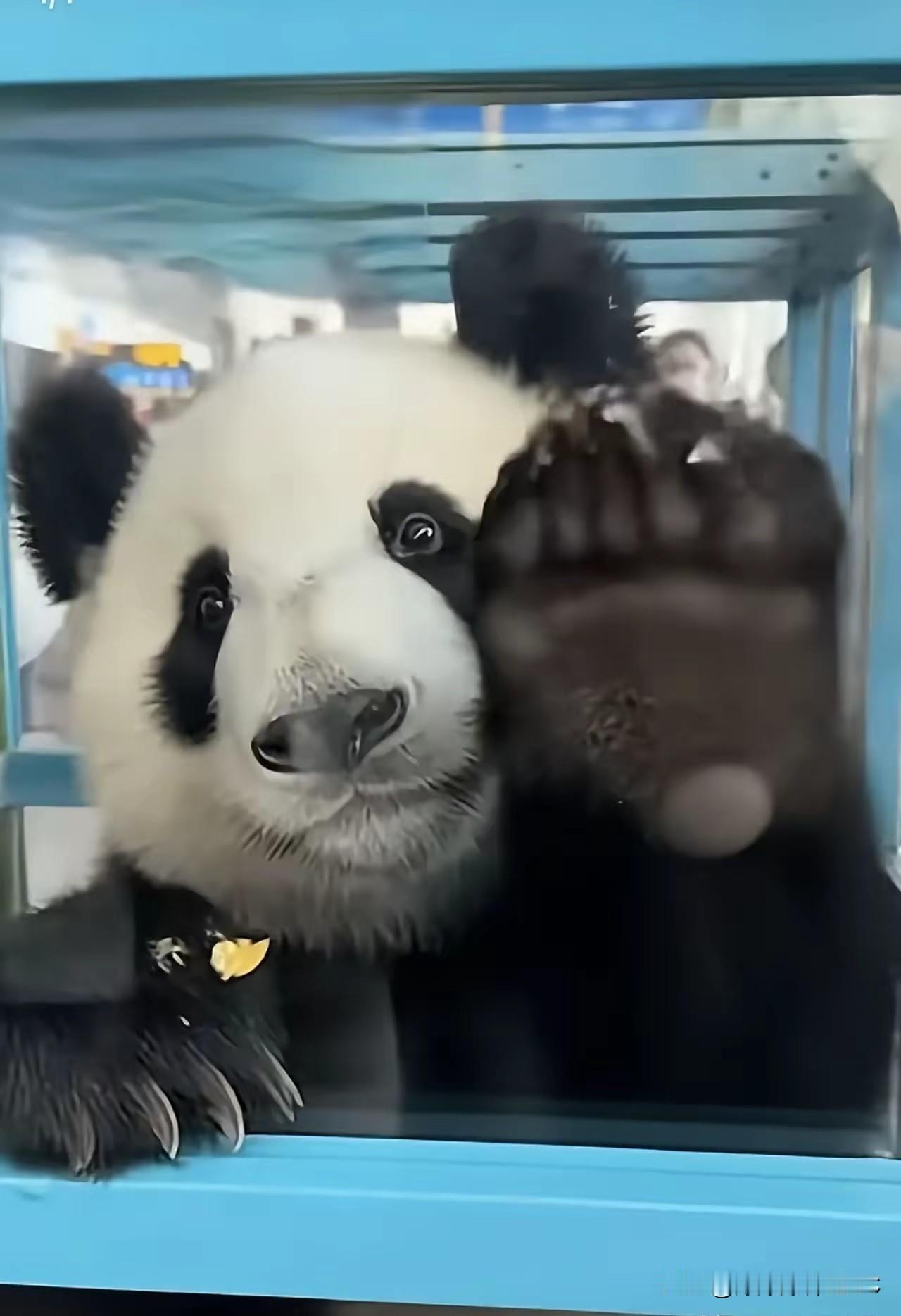 别再说动物没心没肺了，我看晓晓和蕾蕾这两个小家伙心里跟明镜似的！在日本机场那