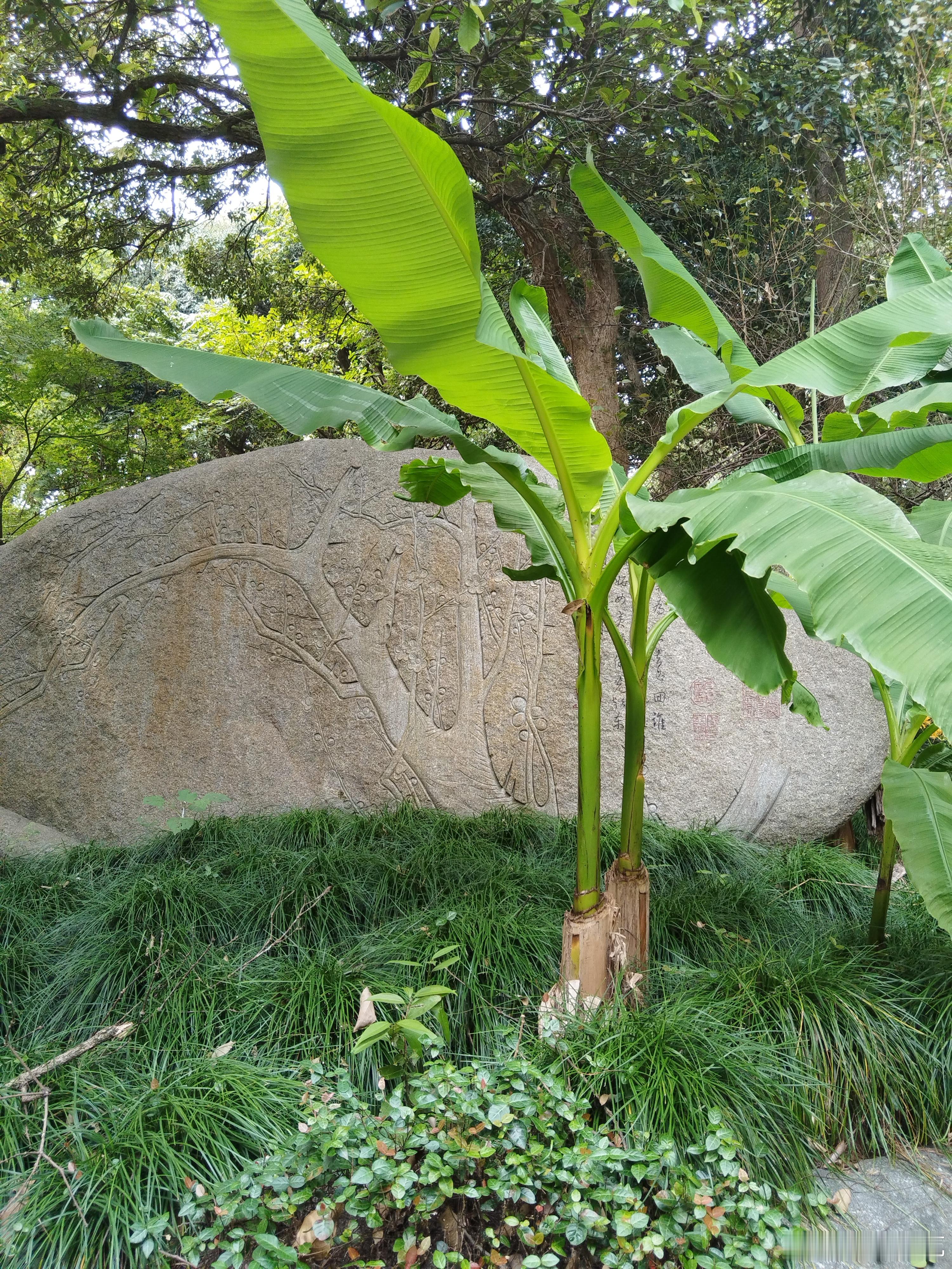 三合局的意义之一通过地支的三合这种链接关系，把三个天干也链接在一起。比如这个八字，就是通过地支的三合