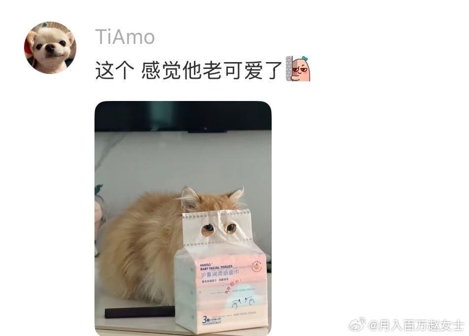 有人感受过猫凝吗？