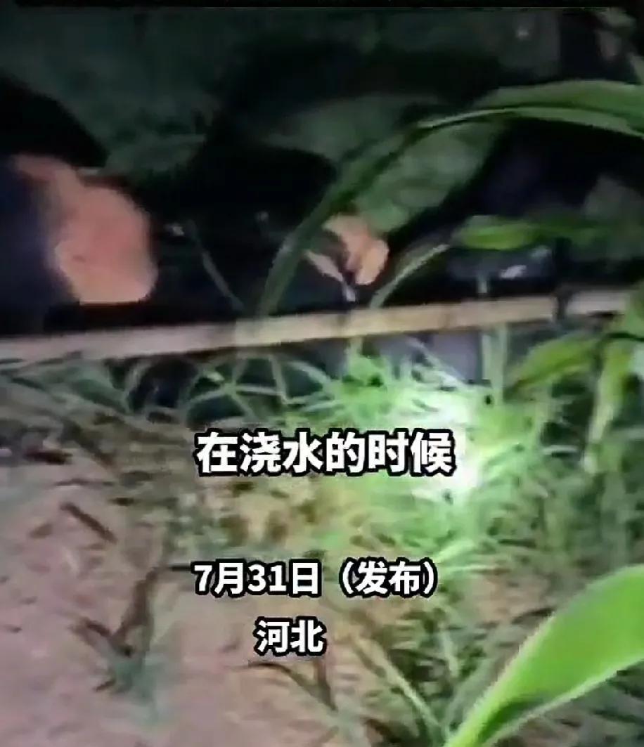 7月31日，河北一对夫妻夜晚到地里浇水。妻子浇完自己管的一片地的水后，已是深夜。