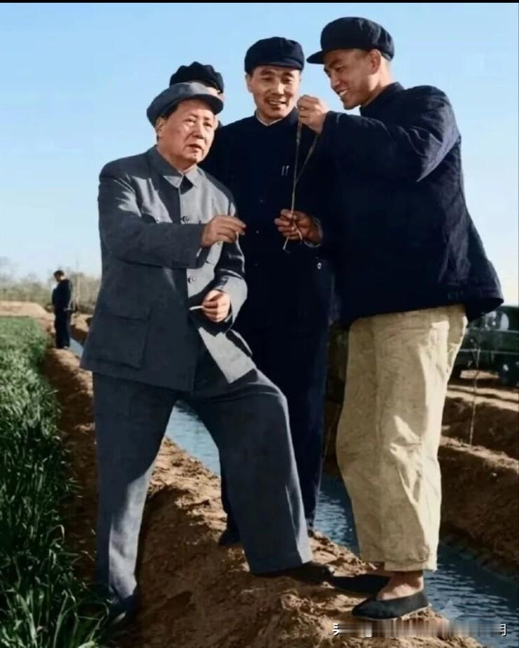 河北邢台：66岁的毛主席在田间察看麦苗长势【纪念毛主席逝世50周年专题图文（