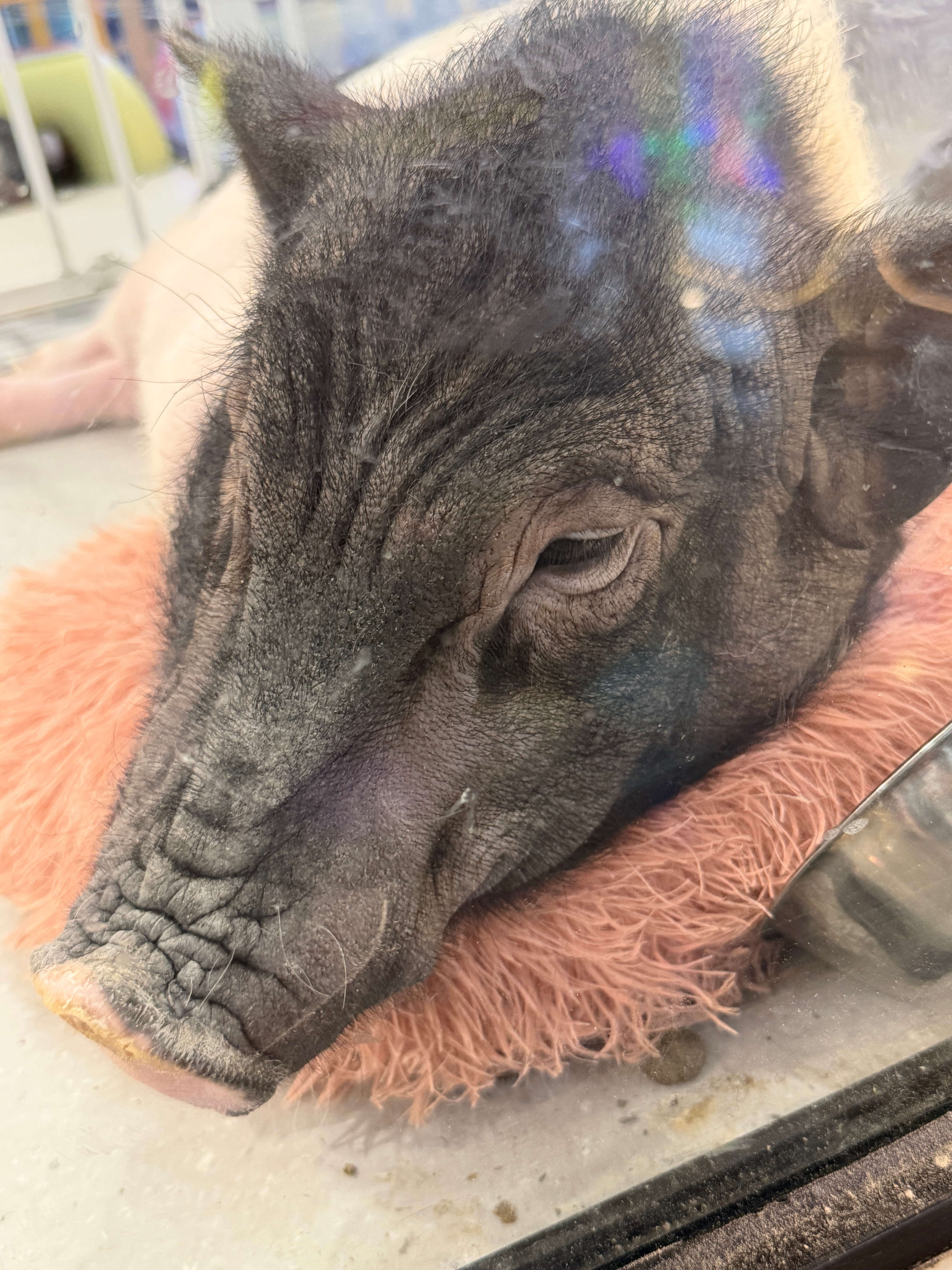 “小”香猪能长这么大，曾经很多人以为长不大上当～后面越来越大就养不了了