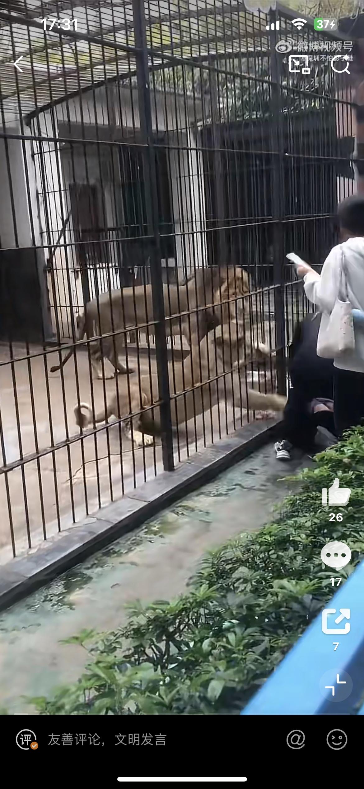 一女孩近距离投喂狮子，被一头发狂的母狮抓住裤子，幸好被旁边的男子拼死护住，否则后