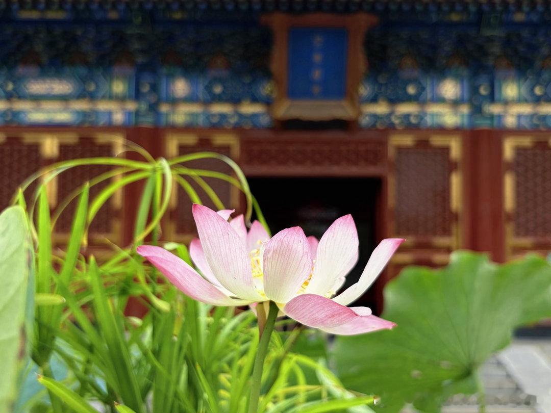 北海公园荷花展太懂中式审美了～摄影