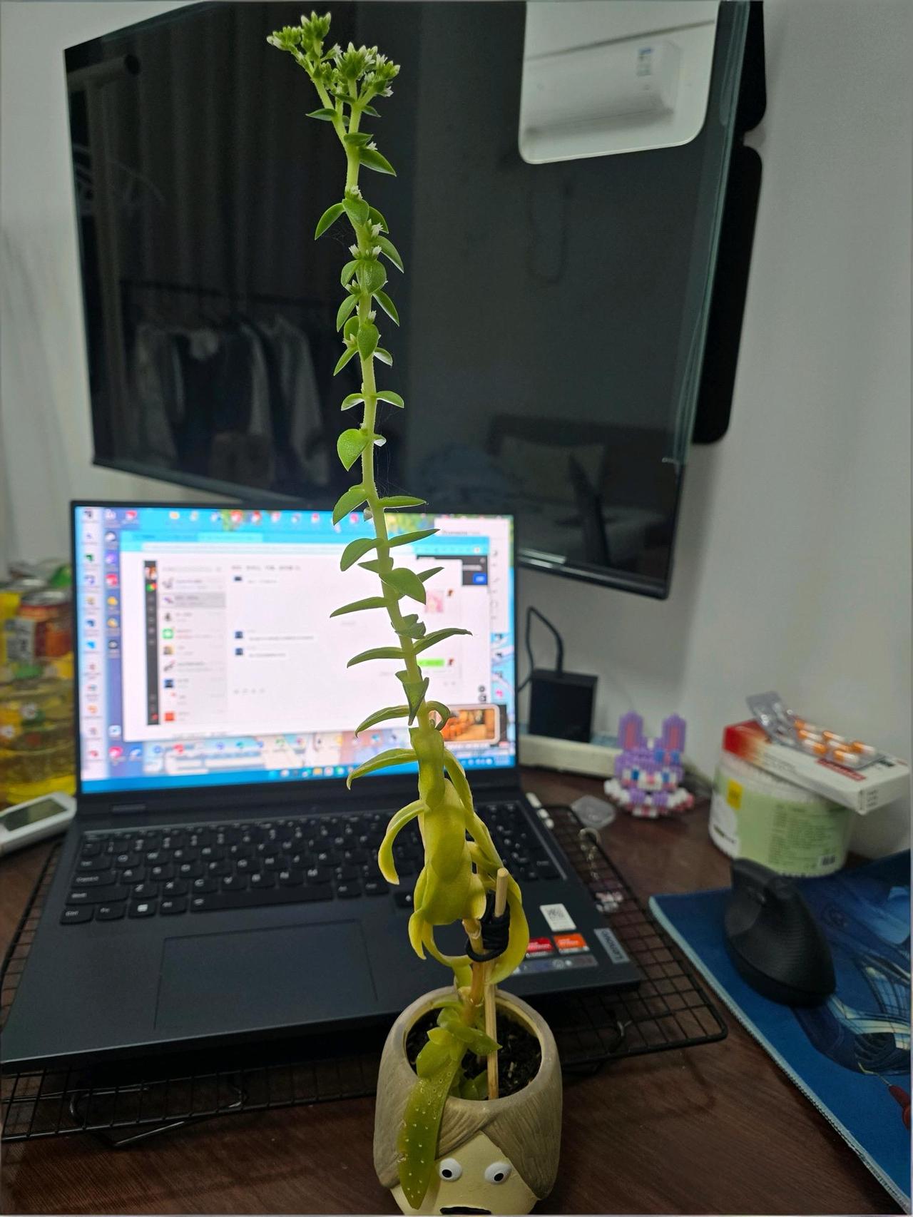 这花养的怎么样