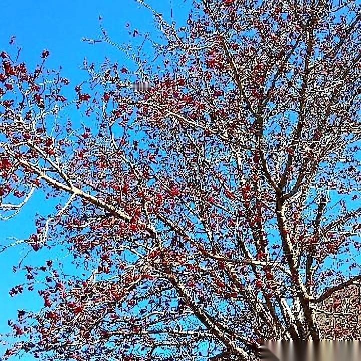 你以为他一天到晚算计这个、算计那个，跟个八核处理器似的，其实他那脑子，连个俄罗斯