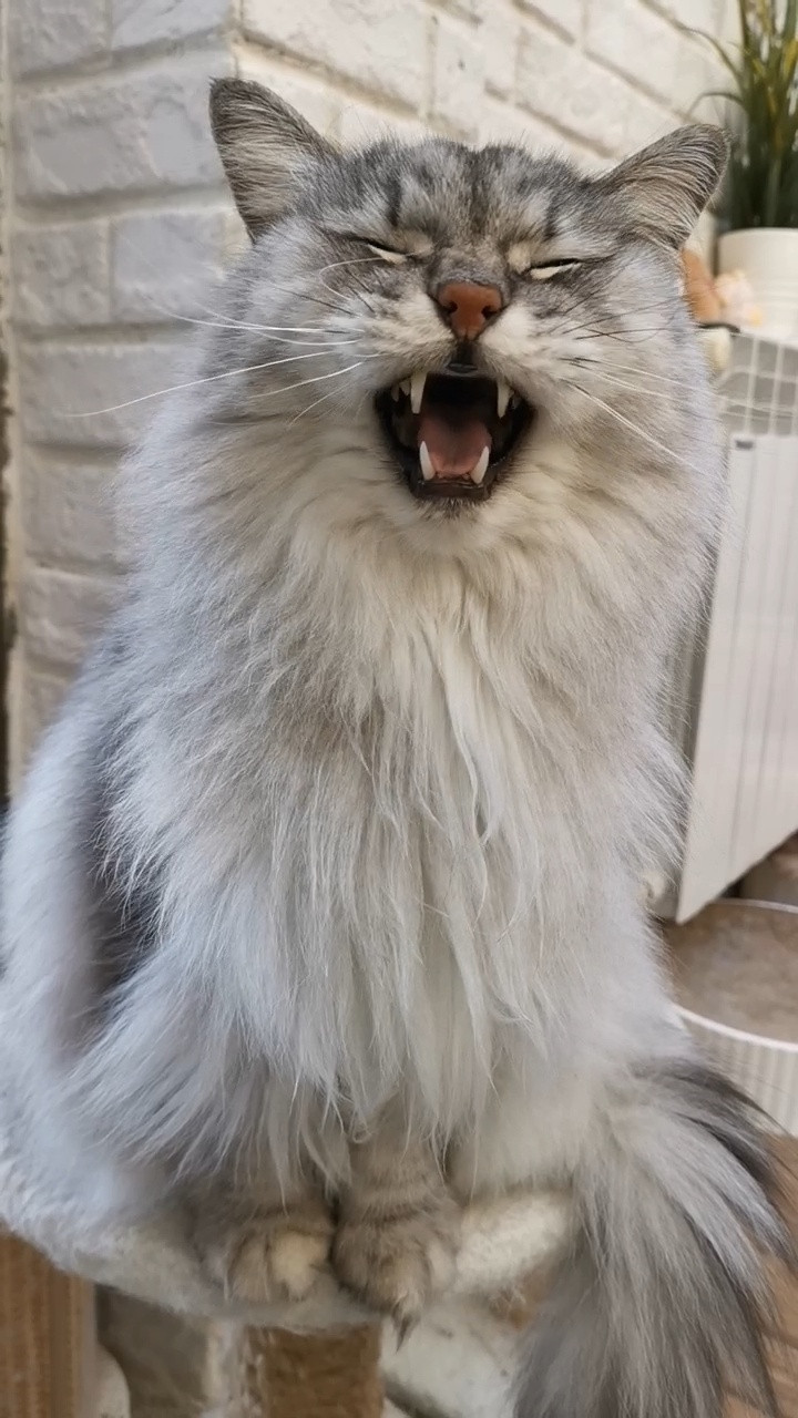 全家最娇的小猫咪傻毛弟已经九岁啦（昨天生日给忘记了），希望小瘦猴要永远健康呀～