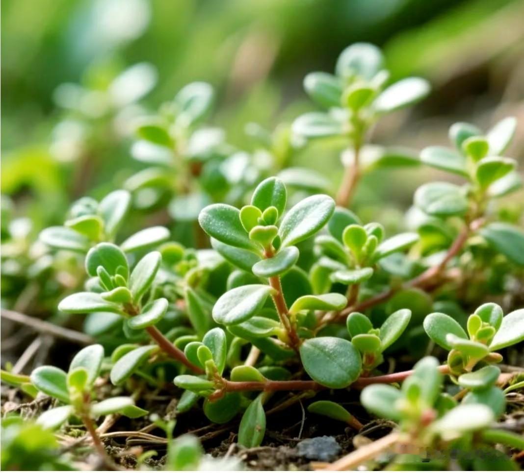 ☆.路边的野草，很多都是“宝”先说说安全的。蒲公英浑身是宝，清热解毒是一把好