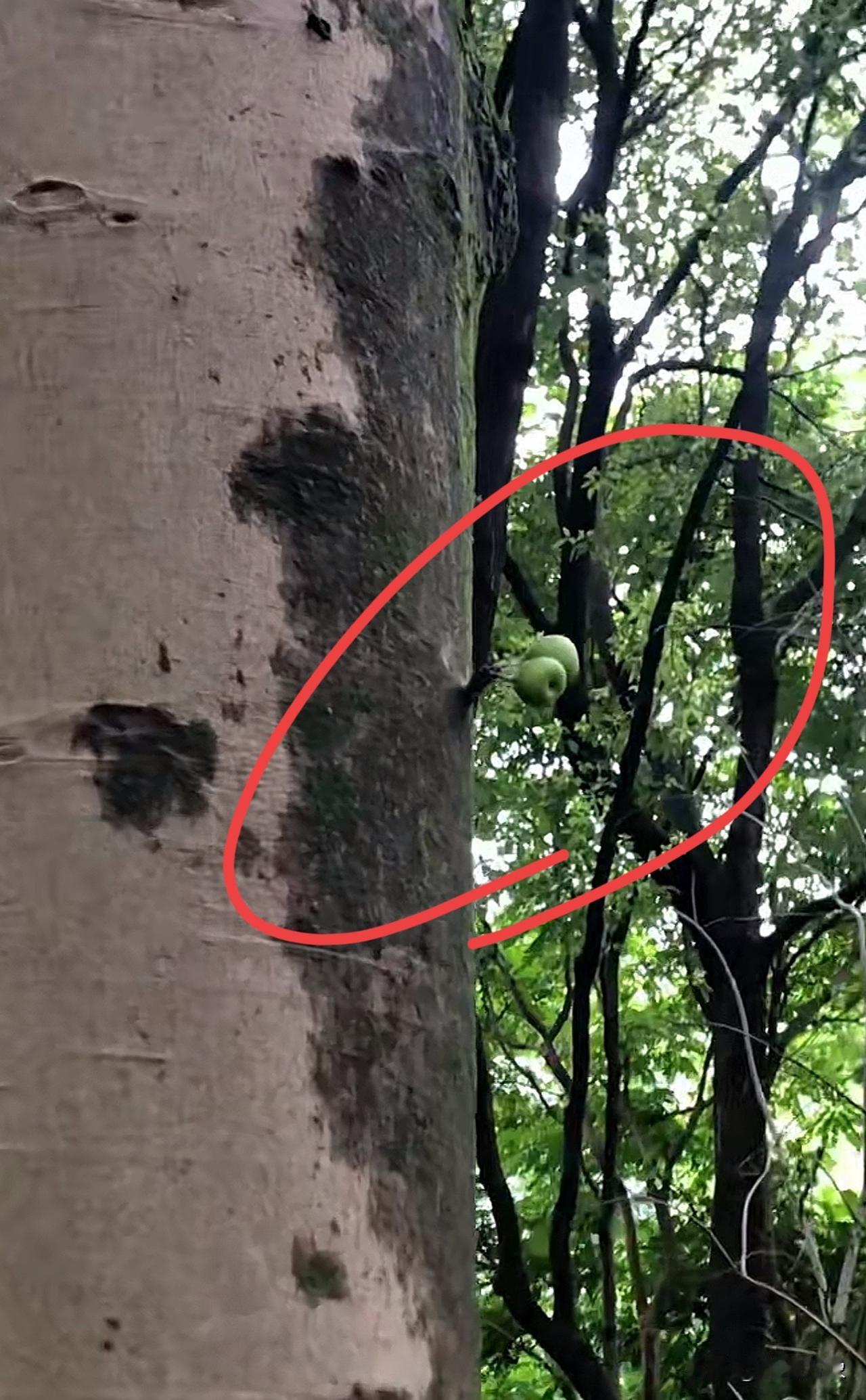 这是什么果子，谁知道？
