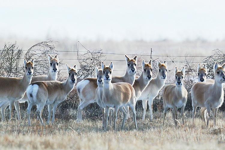 每年冬季，上万只黄羊从蒙古“偷渡”到内蒙古，让当地牧民苦不堪言，因为这么多黄羊是