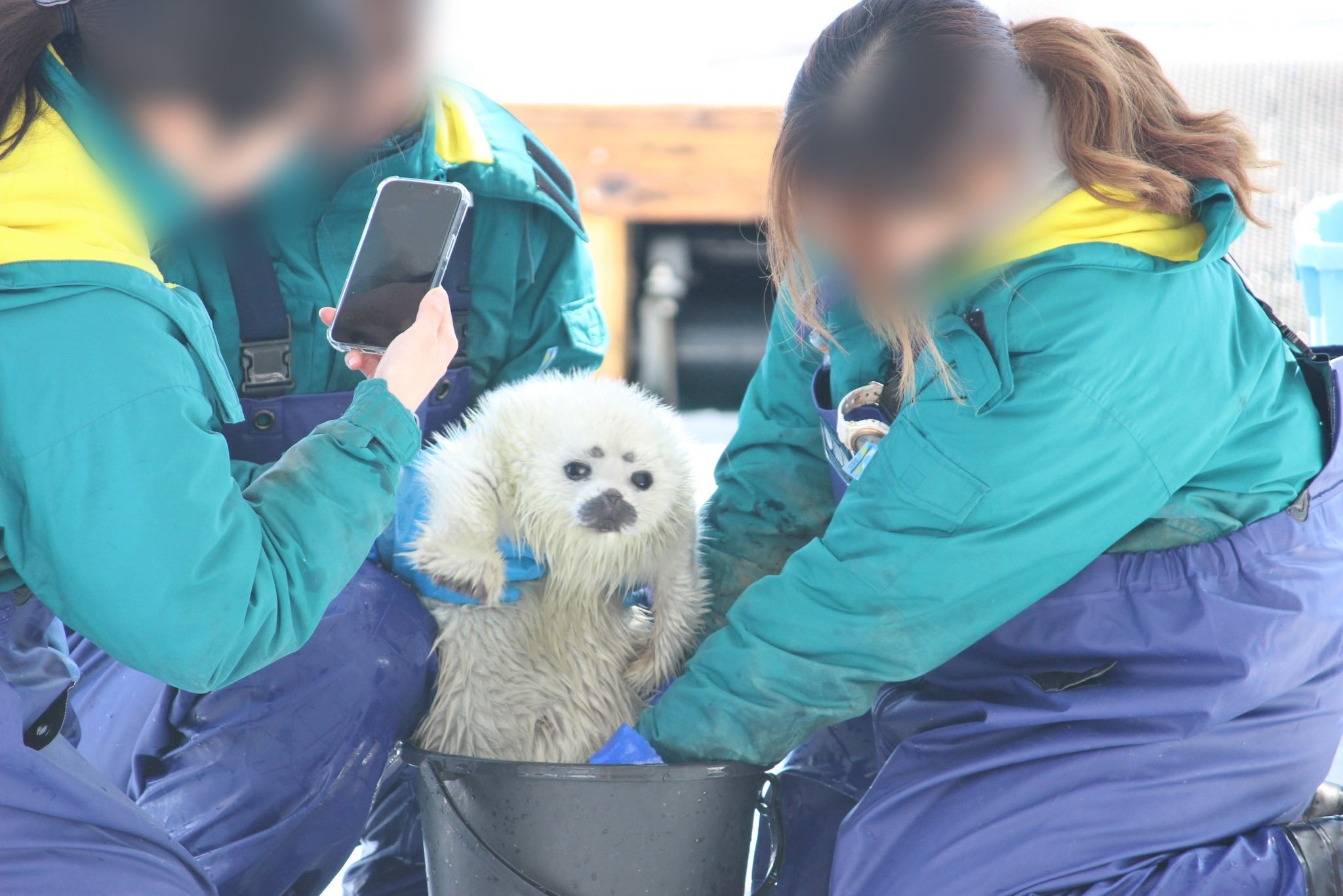 海豹懵懂的大汤圆被饲养员捞出来拍摄满月照片我是谁我在哪我要回去找我妈