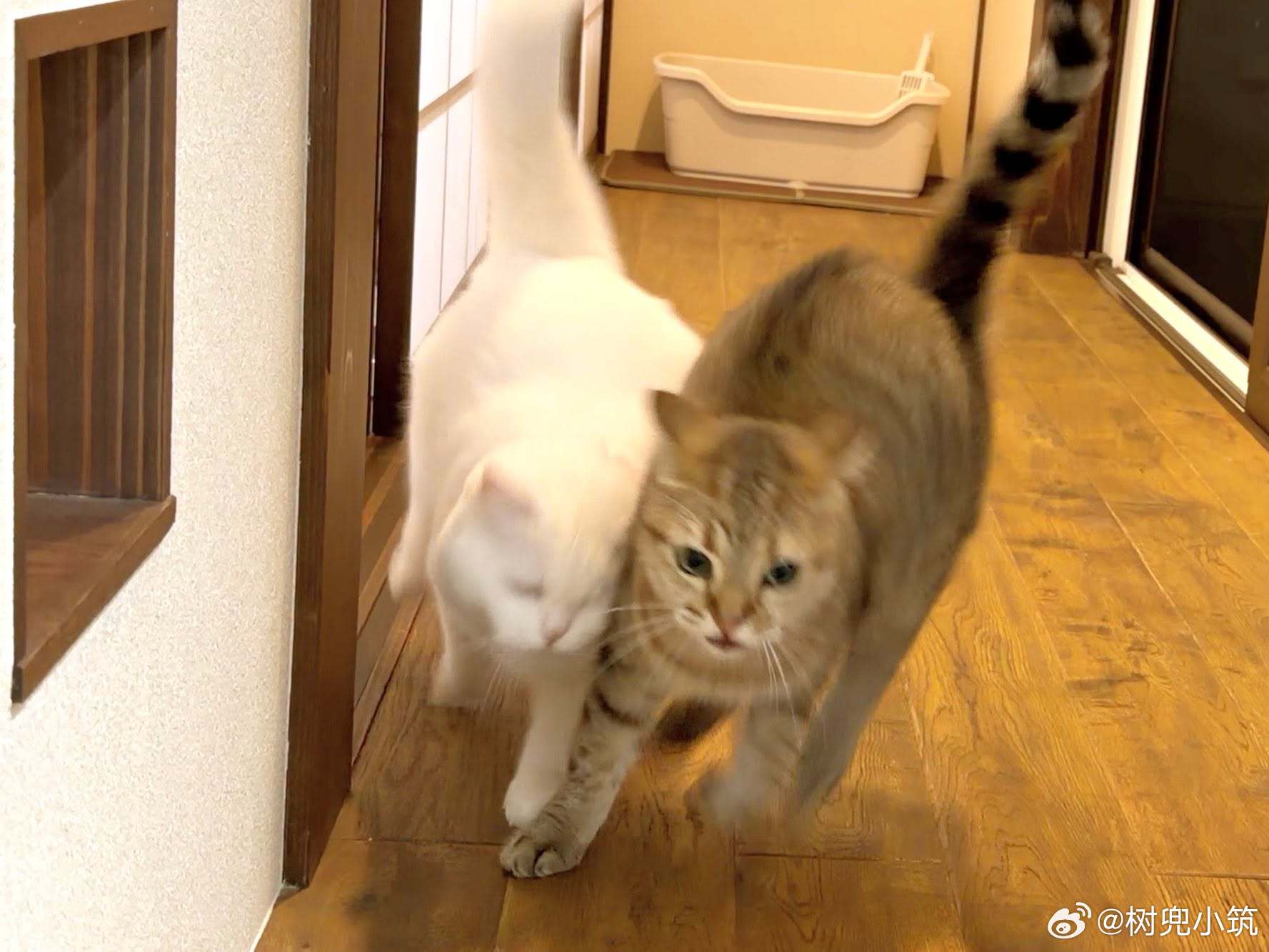【猫猫车祸的瞬间】但由于双方都毛茸茸的，所以毫发无伤。​​​
