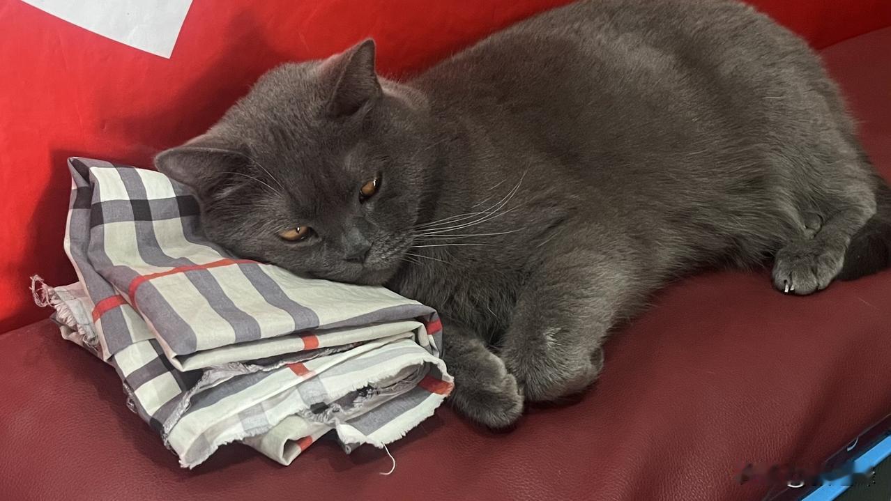 猫就是天生来享福的不过再也没闹过耗子看来养猫还是用的…