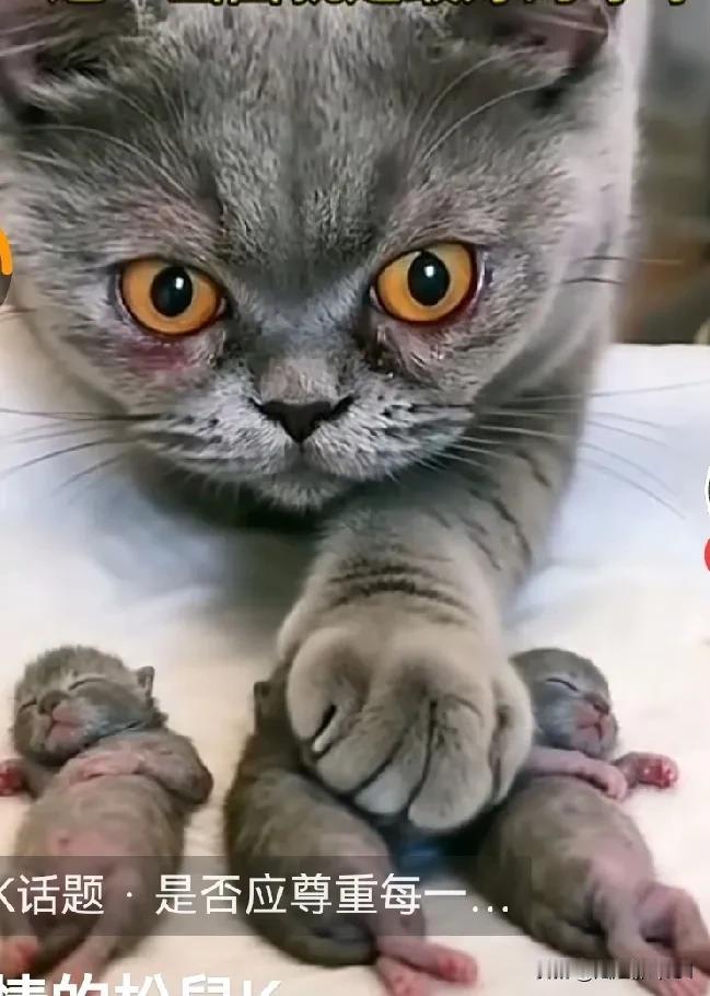 这个猫妈妈，自从它的三小只被摔死之后，不吃不喝。它眼睁睁看着自己的三个孩子被那个