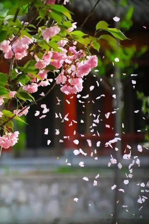 《观落花》——南宋·翁卷才看艳蕾破春晴，又见飞花点点轻。纵是闲花自开落，