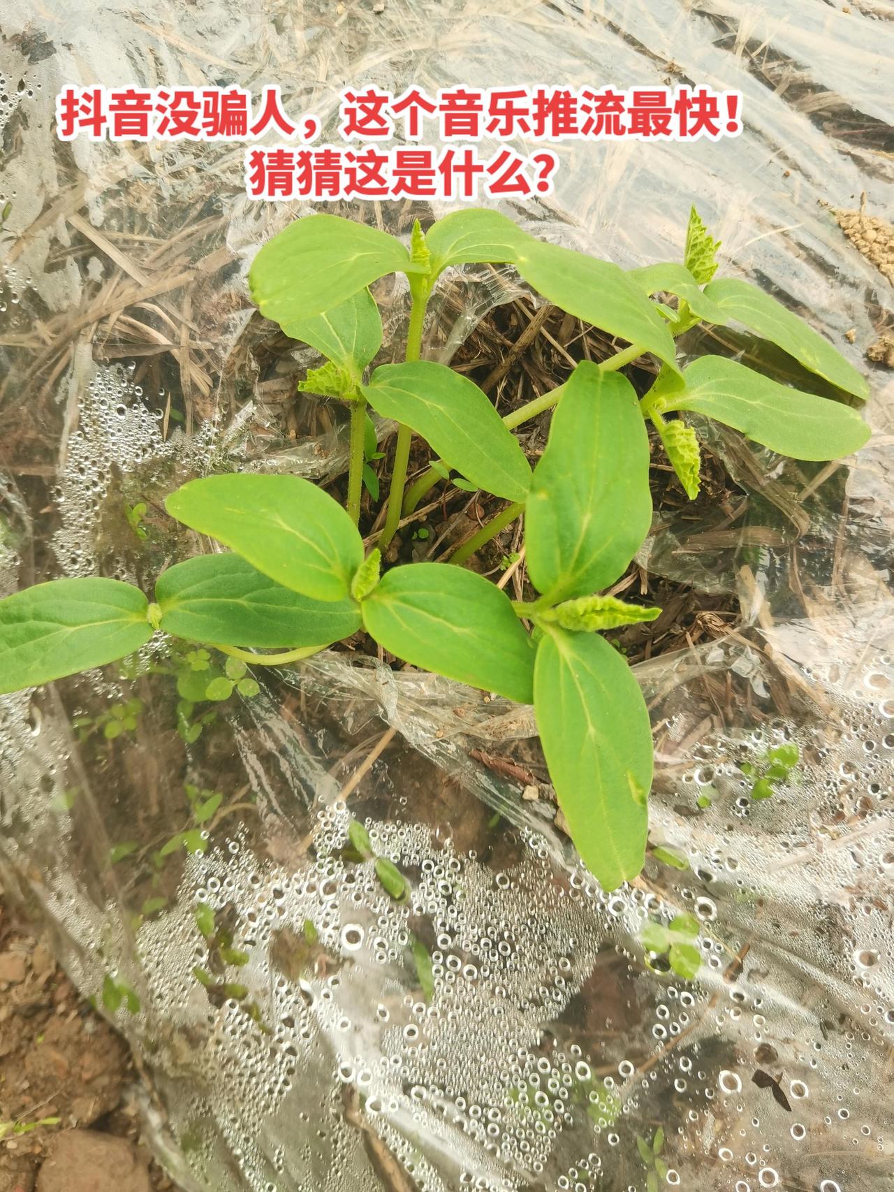 抖音没骗人，这个音乐推流最快！猜猜这是什么？提示：冬瓜，南瓜，西瓜，白瓜，黄瓜