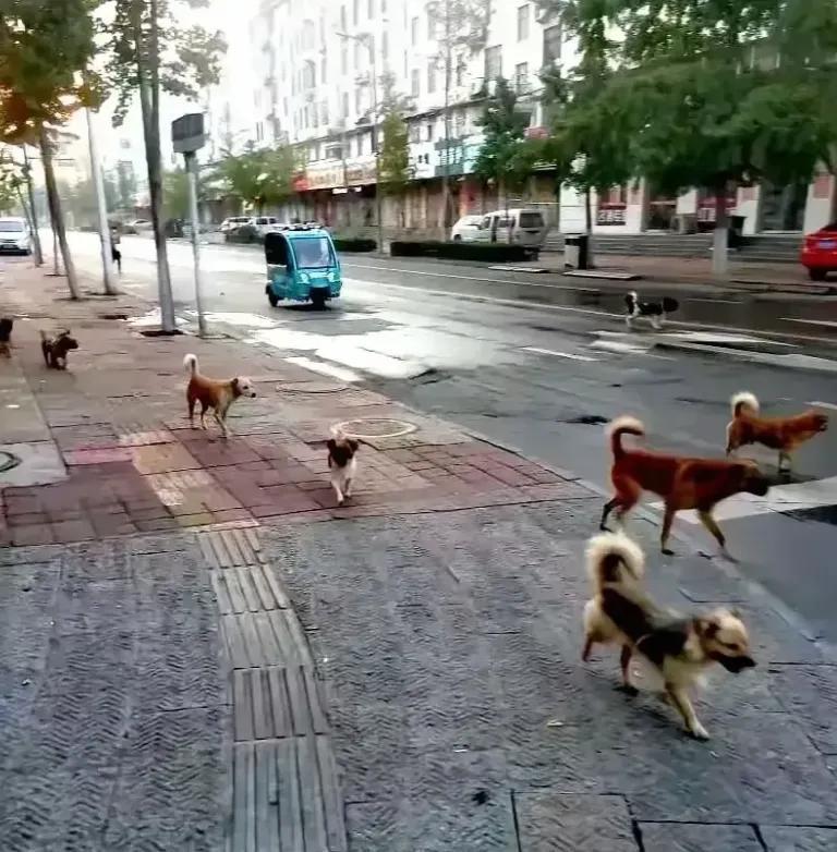 杭州最近对养狗动了真格。笕桥街道世茂天誉湾有居民养大型犬扰民，狗一听见电梯声就