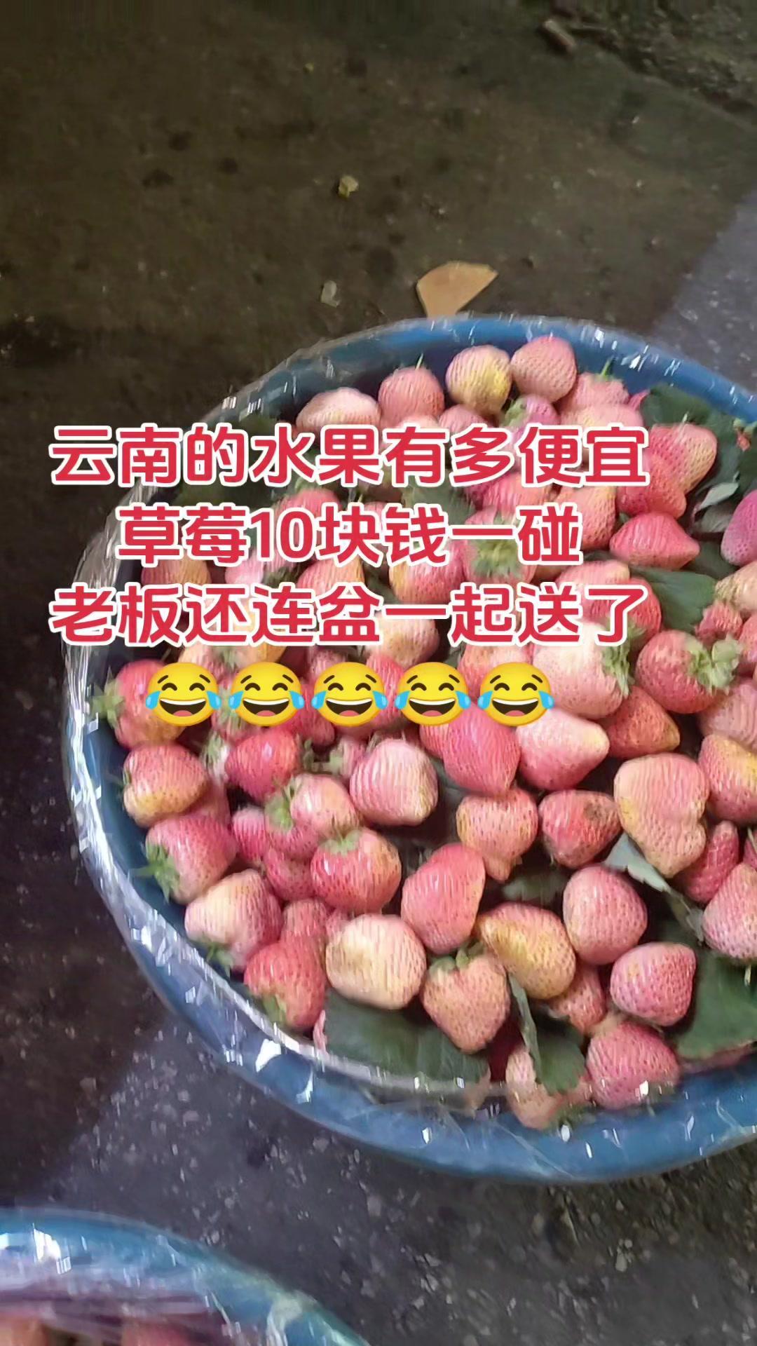 🍓云南草莓自由实现！10块钱就能get一大盆，老板还直接把花盆送了，这羊毛必须