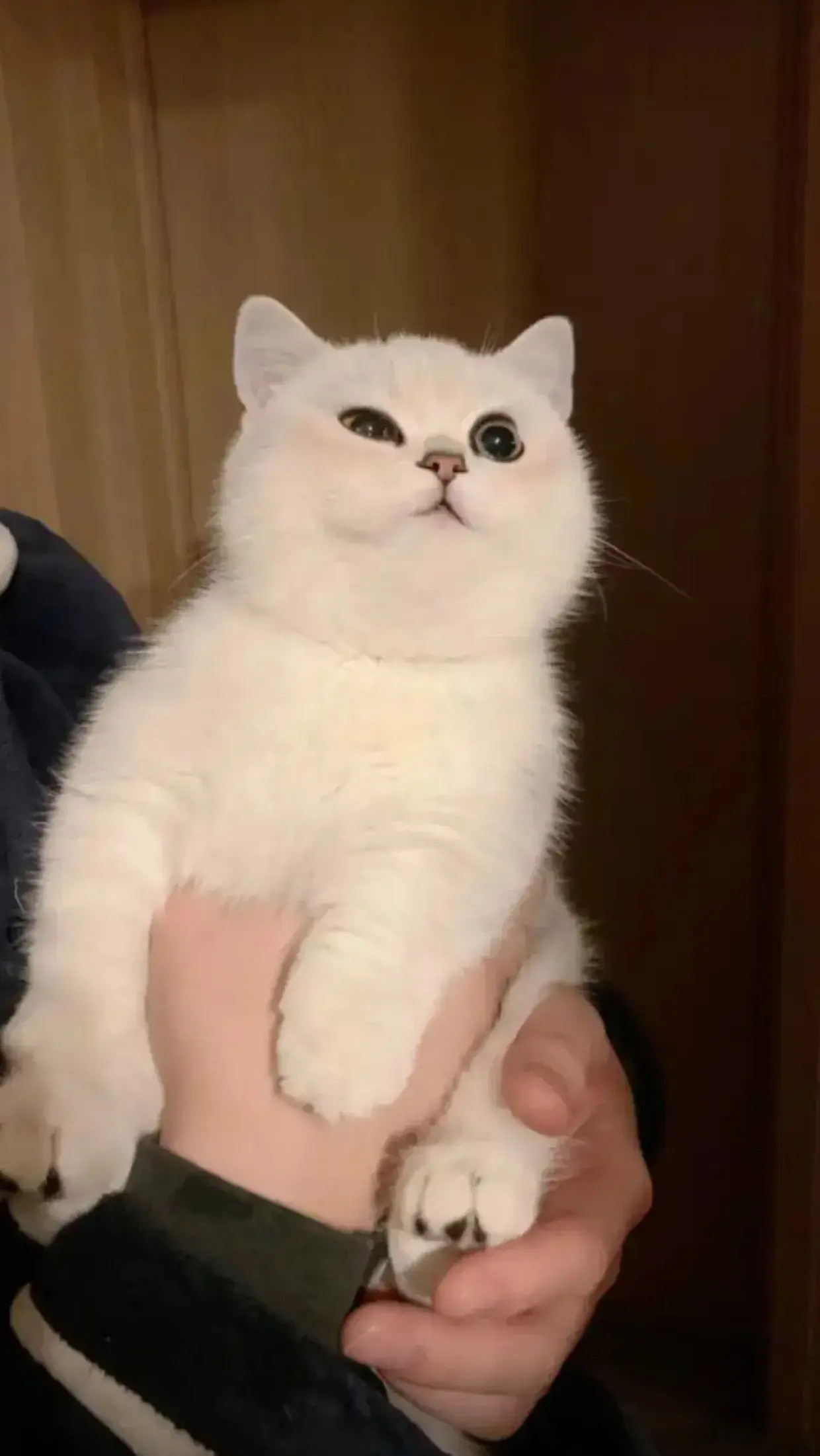 这么可爱的猫你想拥有吗？