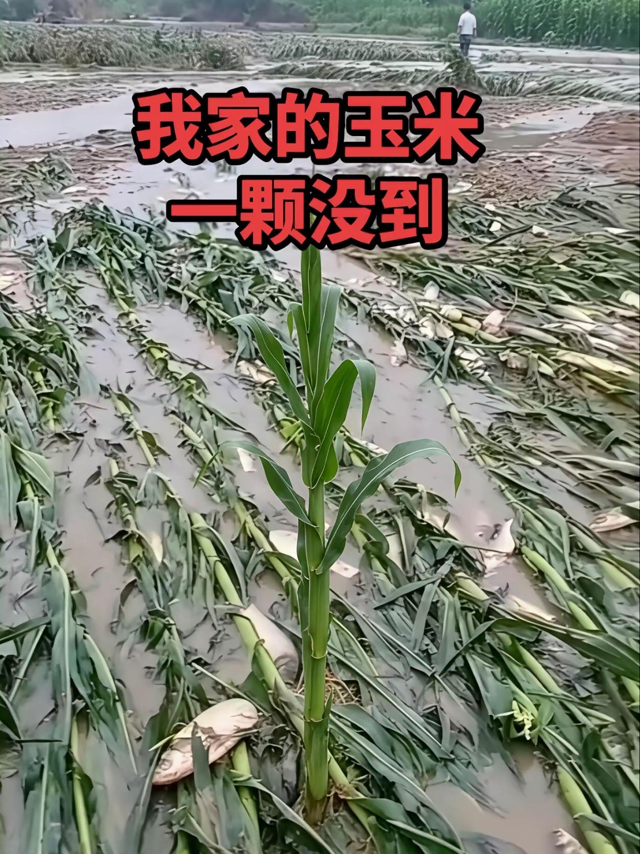 这就是语言的魅力，如果不看这个图，你认为“一棵没倒”是所有玉米都好好的，还是就有
