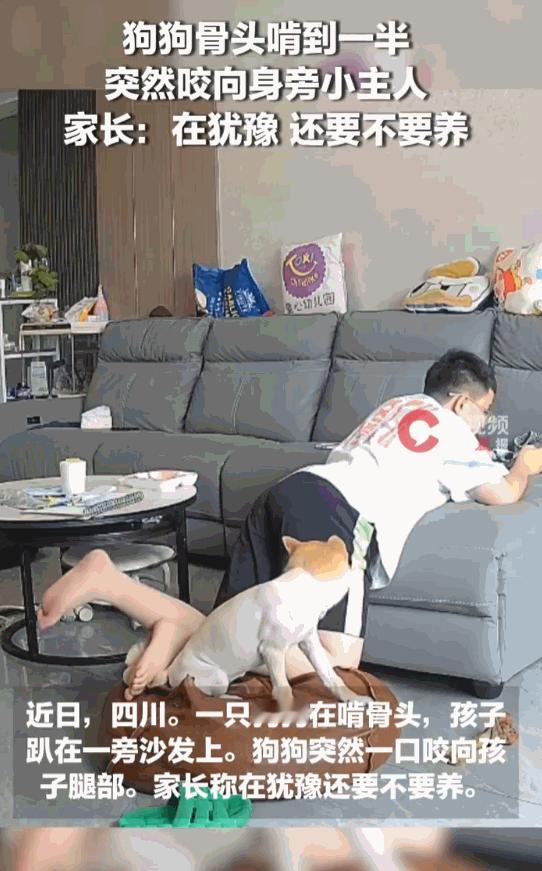 狗改不了护食的本性！四川，小孩正舒舒坦坦趴在沙发上玩，谁能想到，旁边啃骨头的宠物