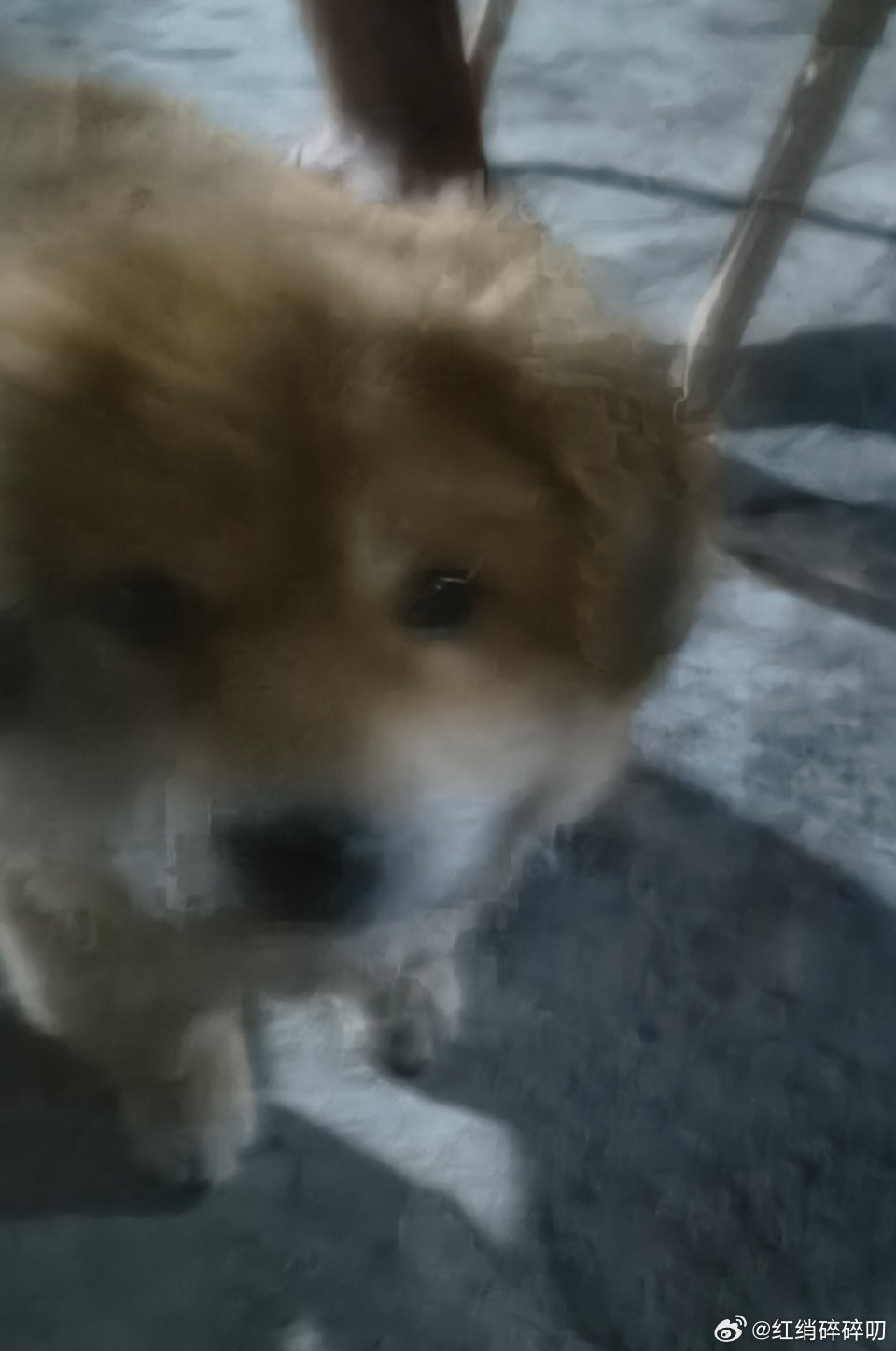 这个狗狗很合眼缘[大笑][大笑]​​​