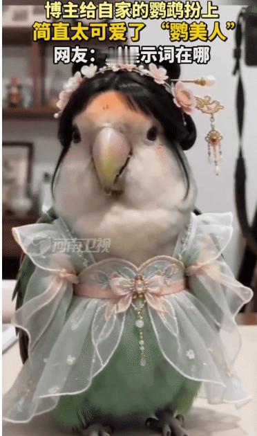 “笑不活了！”一位博主一时兴起纯手工做了套衣服给自己养的鹦鹉打扮了一番。没想到，