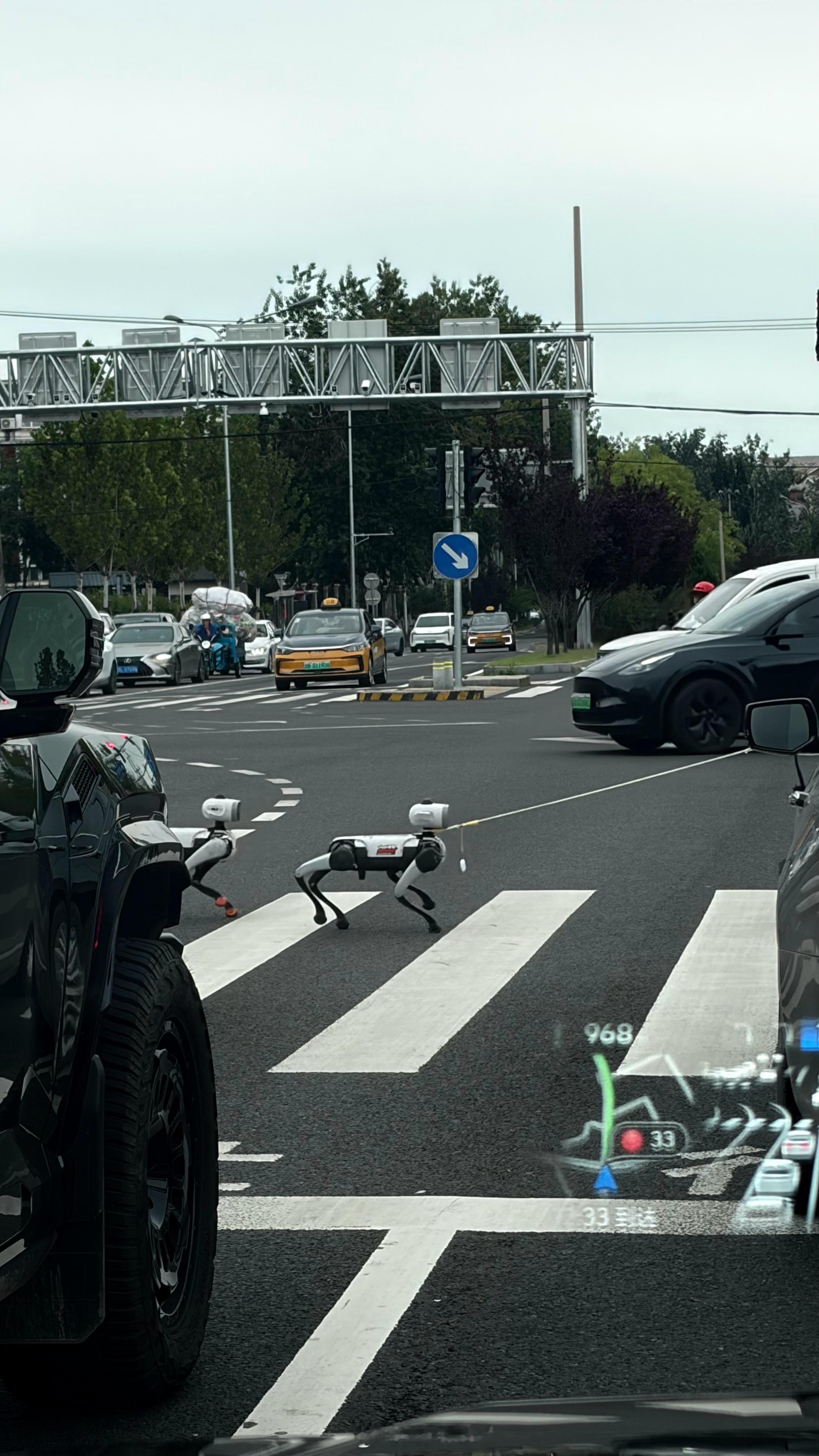 卧槽？当街遛电子狗！大元日常