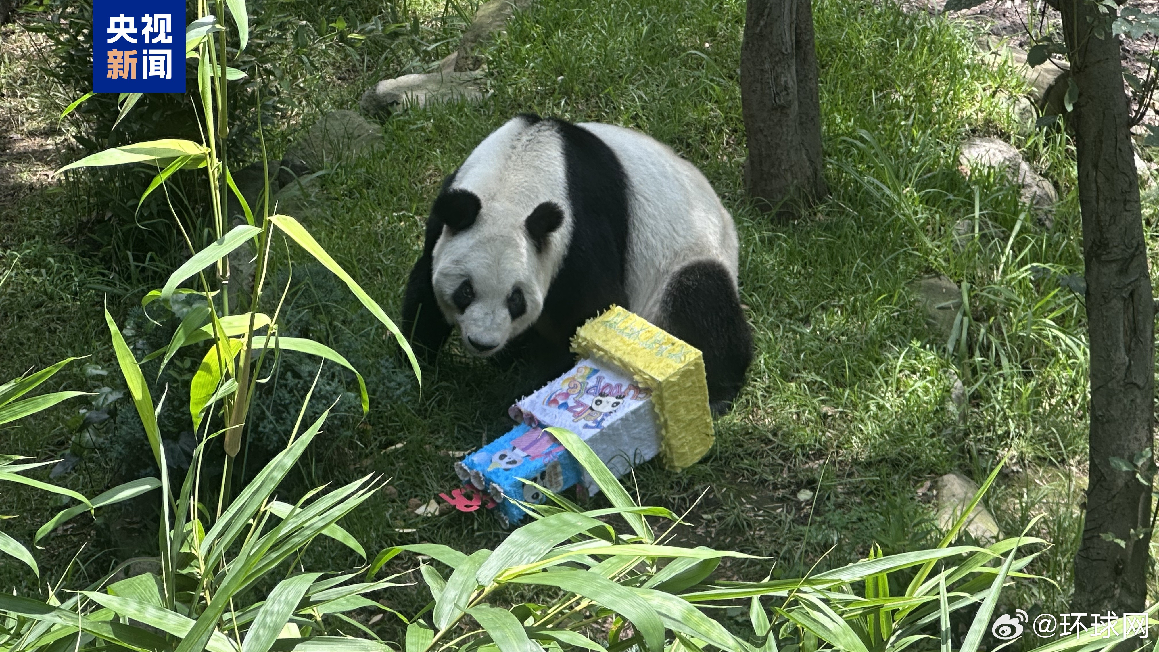 #海外现存最长寿大熊猫迎35岁生日##大熊猫欣欣迎35岁生日#【海外现存最长寿大