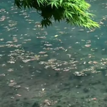 种植／微公益玫瑰种植方法1、根部种植首先需要将鲜花剪下，用酒精消毒，备用。其次