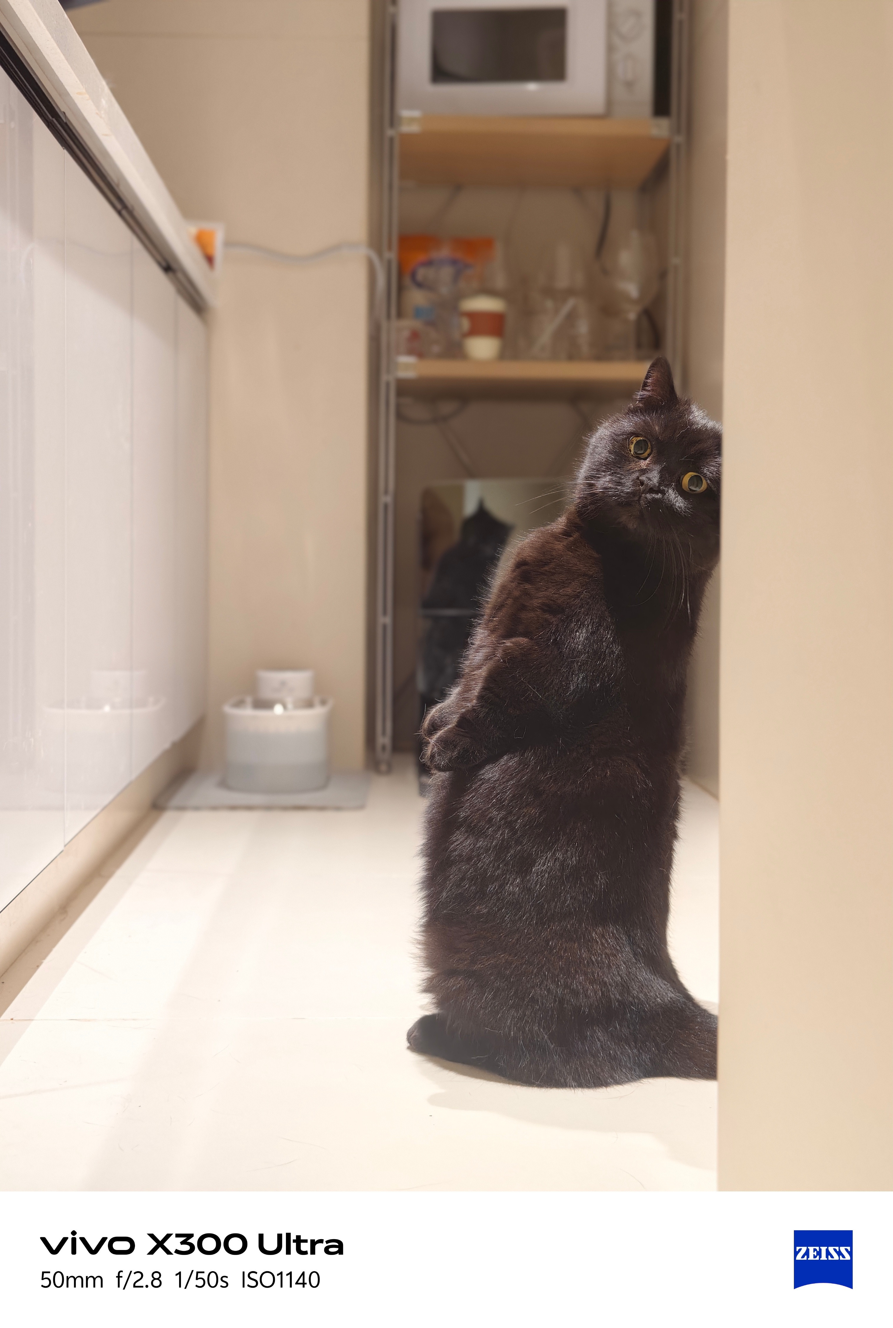 子供在，不远游今天两只猫快被我亲死了